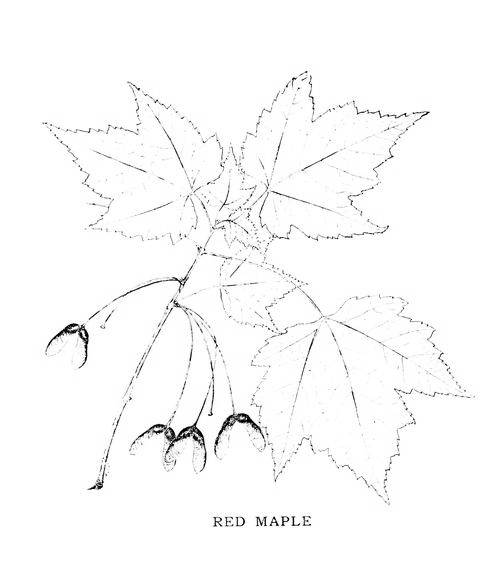 RED MAPLE