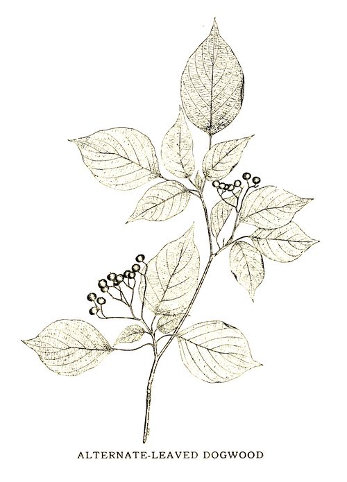 ALTERNATE-LEAVED DOGWOOD