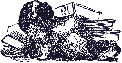 spaniel