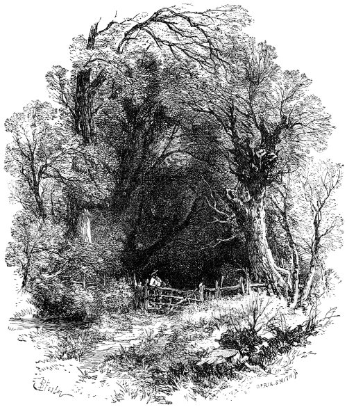 Wooded lane