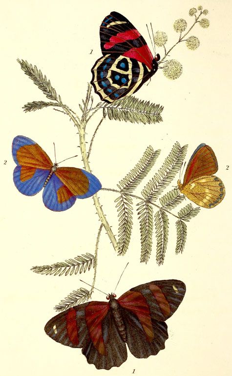 plate 3