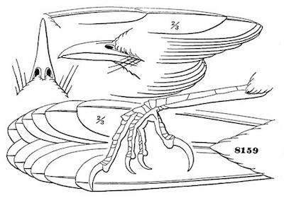 Mimus polyglottus