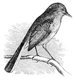 Polioptila cærulea