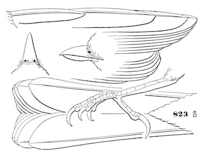 Lophophanes bicolor