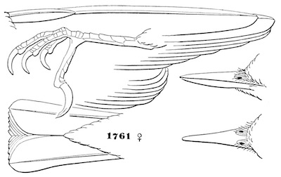 Sitta carolinensis