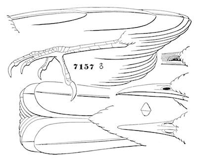 Salpinctes obsoletus