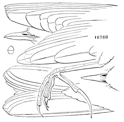 Neocorys spraguei