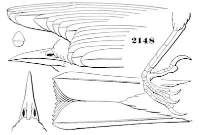 Helmitherus vermivorus