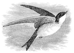 Hirundo bicolor