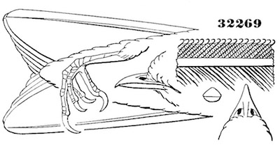 Cotyle serripennis