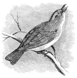 Vireo olivaceus