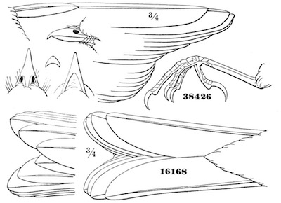 Myiadestes townsendi