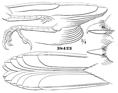 Collurio excubitoroides.