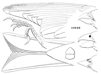 Pinicola enucleator