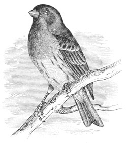 Carpodacus frontalis