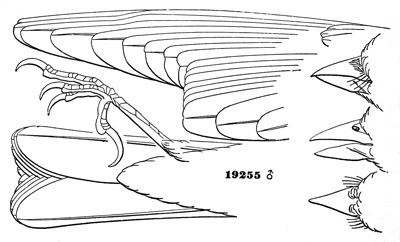 Leucosticte tephrocotis