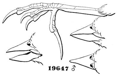 Specimen 19647