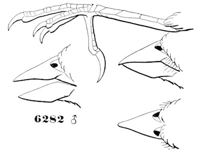 Plectrophanes maccownii