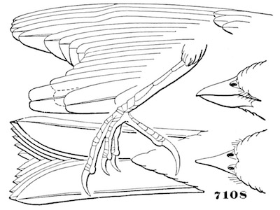 Passerculus savanna