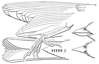 Poocætes gramineus