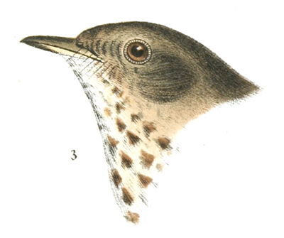 Plate 1 detail 3, Turdus aliciæ