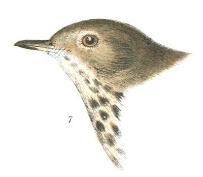 Plate 1 detail 7, Turdus nanus