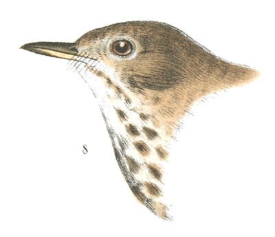 Plate 1 detail 8, Turdus auduboni