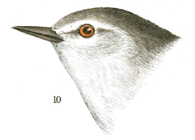 Plate 11 detail 10, Helminthophaga peregrina