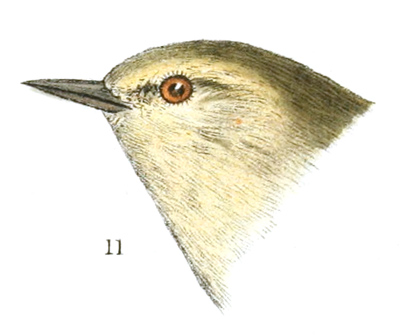 Plate 11 detail 11, Helminthophaga peregrina