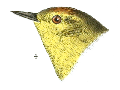 Plate 11 detail 4, Helminthophaga celata