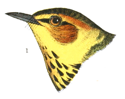 Plate 12 detail 1, Perissoglossa tigrina