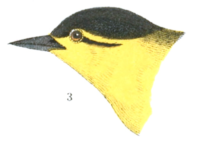 Plate 12 detail 3, Perissoglossa carbonata