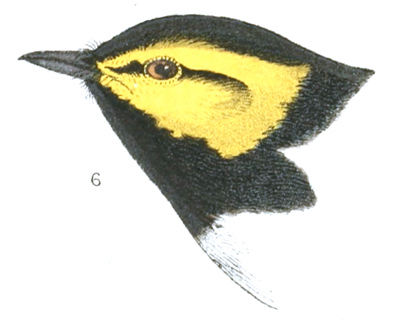 Plate 12 detail 6, Dendroica chrysopareia