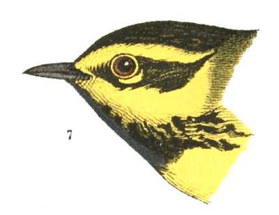 Plate 12 detail 7, Dendroica townsendi