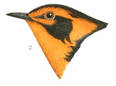 Plate 13 detail 2, Dendroica blackburniæ