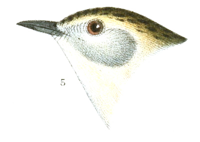 Plate 13 detail 5, Dendroica castanea