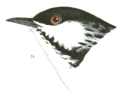 Plate 13 detail 9, Dendroica striata