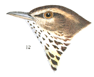 Plate 14 detail 12, Seiurus noveboracensis