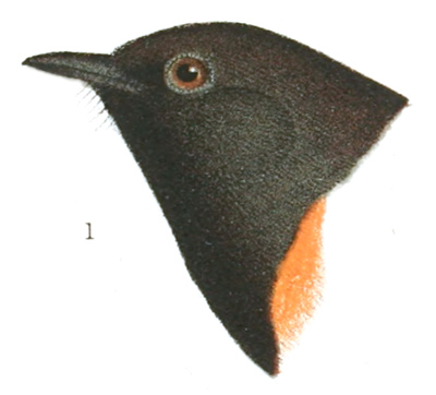 Plate 16 detail 1, Setophaga ruticilla