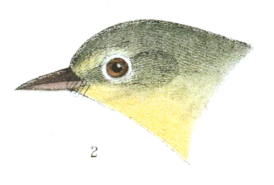 Plate 16 detail 2, Myiodioctes minutus