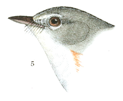 Plate 16 detail 5, Setophaga ruticilla