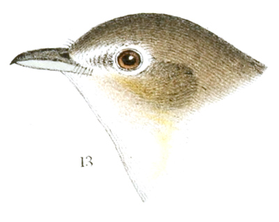 Plate 17 detail 13, Vireo belli