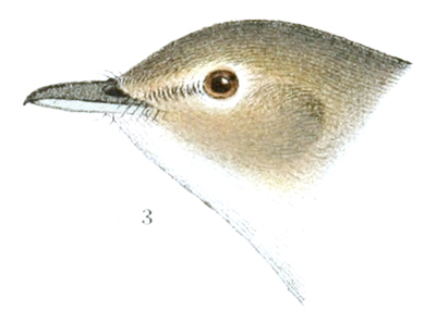 Plate 17 detail 3, Vireosylvia gilvus