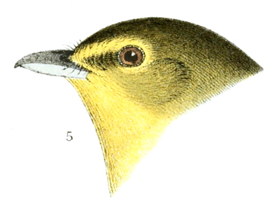 Plate 17 detail 5, Lanivireo flavifrons