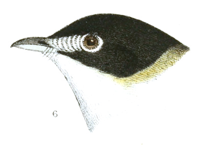 Plate 17 detail 6, Vireo atricapillus