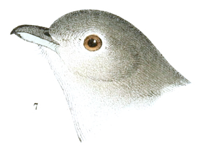 Plate 17 detail 7, Vireo vicinior