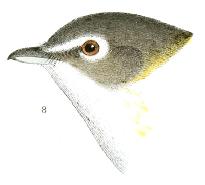 Plate 17 detail 8, Lanivireo solitaria