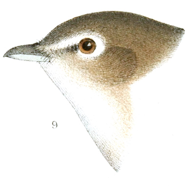 Plate 17 detail 9, Lanivireo cassini