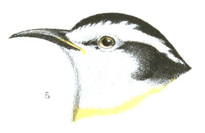 Plate 19 detail 5, Certhiola bahamensis