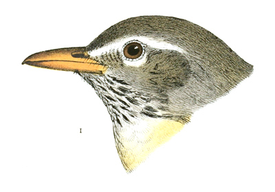 Plate 2 detail 1, Turdus confinis